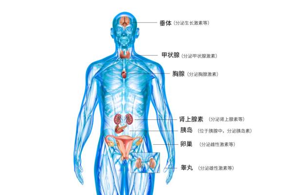 南京长江医院治疗甲状腺甲状腺专家邵金福