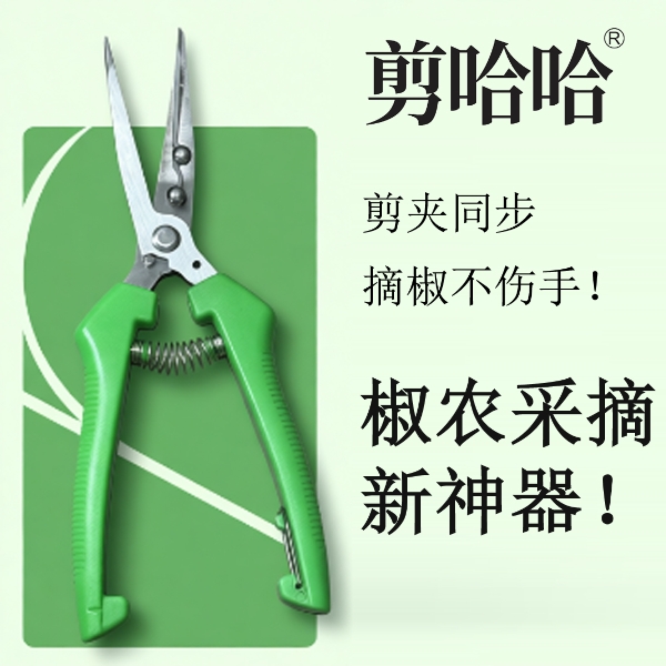 花椒采摘神器，剪哈哈花椒剪，助力椒农高效采摘(图1)